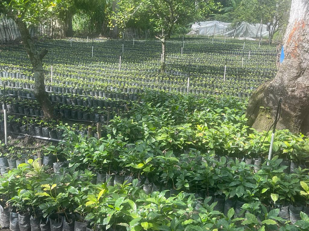 Estate grounds